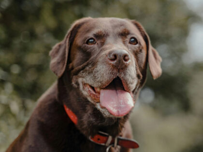 Chocolate Labrador