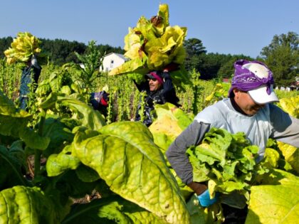 Migrant farm workers harvest tobacco plants. The plants can make workers sick on skin cont